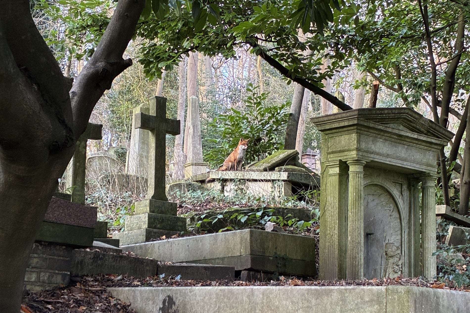 A fox perched on a grave among headstones and trees at Highgate Cemetery
